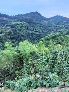 都市最强风水师传承